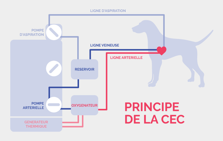 illustration simplifié de la machine circulation extra-corporelle à la Clinique vétérinaire Hopia Versailles Grand Parc