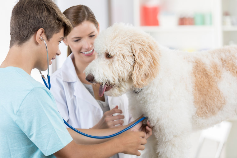 stage vétérinaire scolaire à la clinique vétérinaire Bozon Hopia Versailles Grand Parc