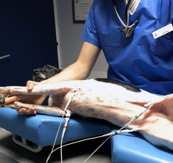 visuel_762x700_electrocardiogramme_chien2 électrocardiogramme chien à la Clinique vétérinaire Hopia Versailles Grand Parc