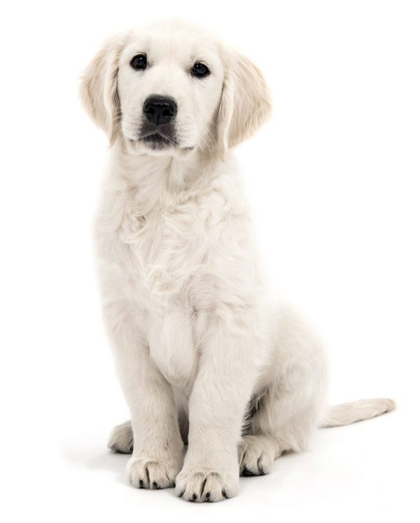 visuel_795x990_golden_retriever golden retriever chiot