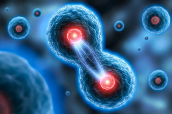 cellules souches, Clinique vétérinaire Hopia Versailles Grand Parc