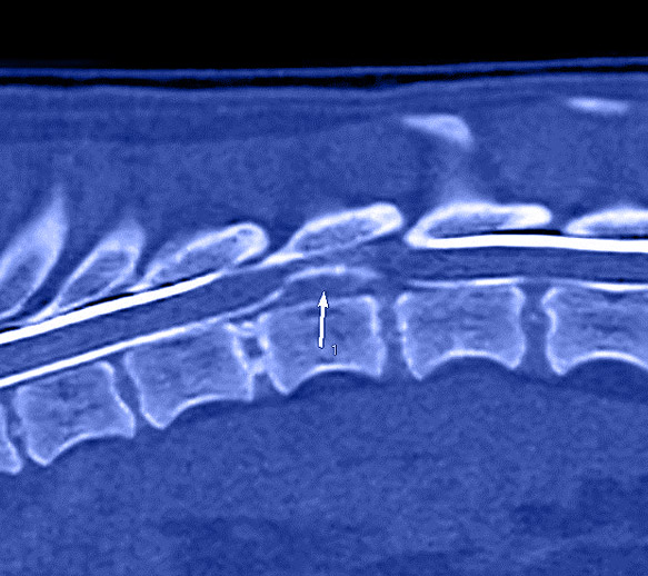 scanner hernie discale chien, Clinique vétérinaire Hopia Versailles Grand Parc