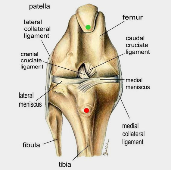 Schéma d'un genou de chien anatomie