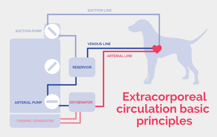 illustration simplifié de la machine circulation extra-corporelle à la Clinique vétérinaire Hopia Versailles Grand Parc