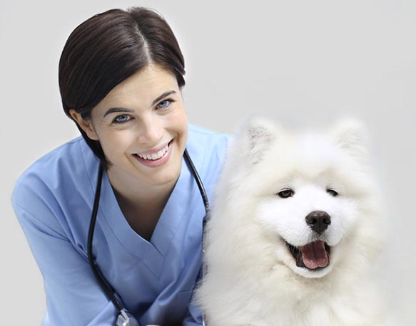 stagiaire vétérinaire