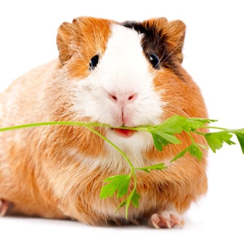 11207818_s 11207818_s